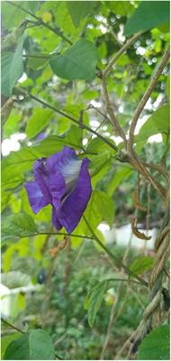 Anthocyanins From Clitoria ternatea Flower: Biosynthesis, Extraction, Stability, Antioxidant Activity, and Applications